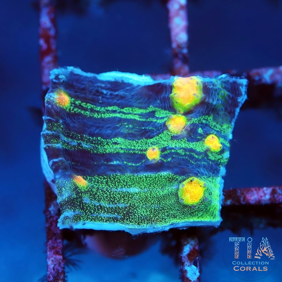 Cáliz de vals del pavo real