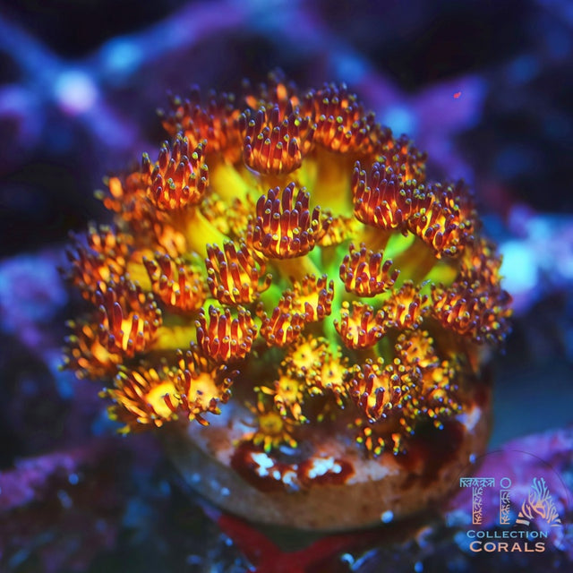 Goniopora