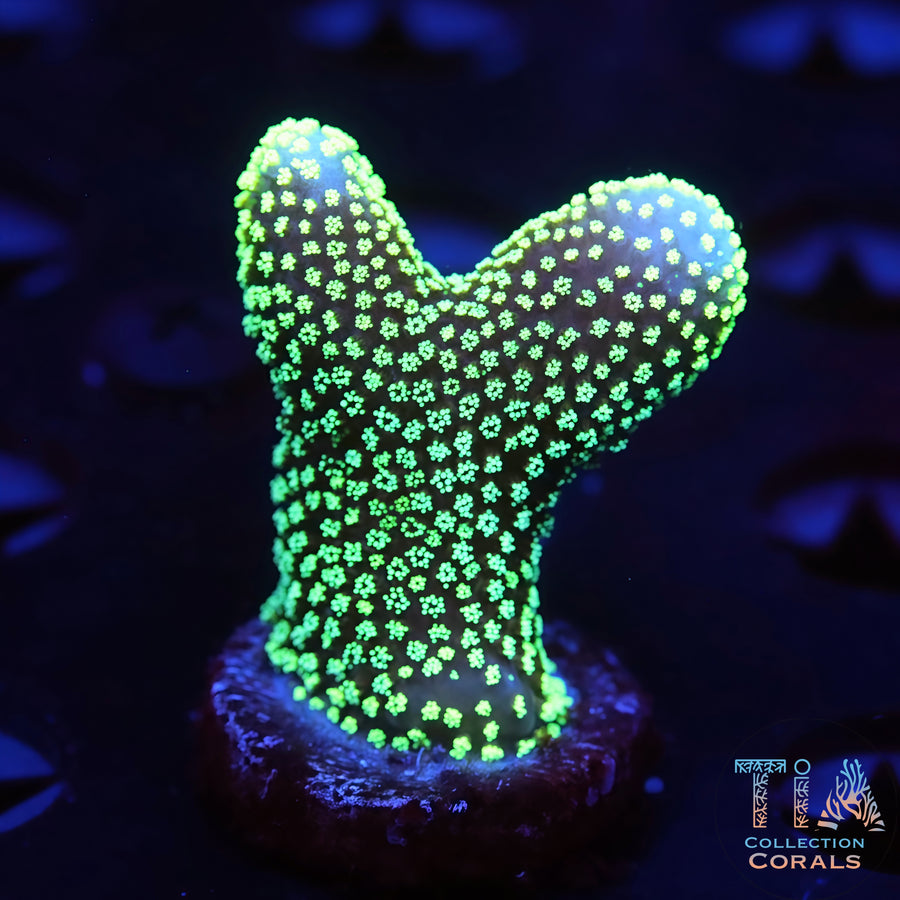 Neon Green Stylophora Frag, SPS coral