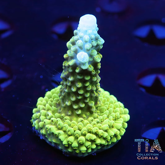 Green Slimer Acropora Frag