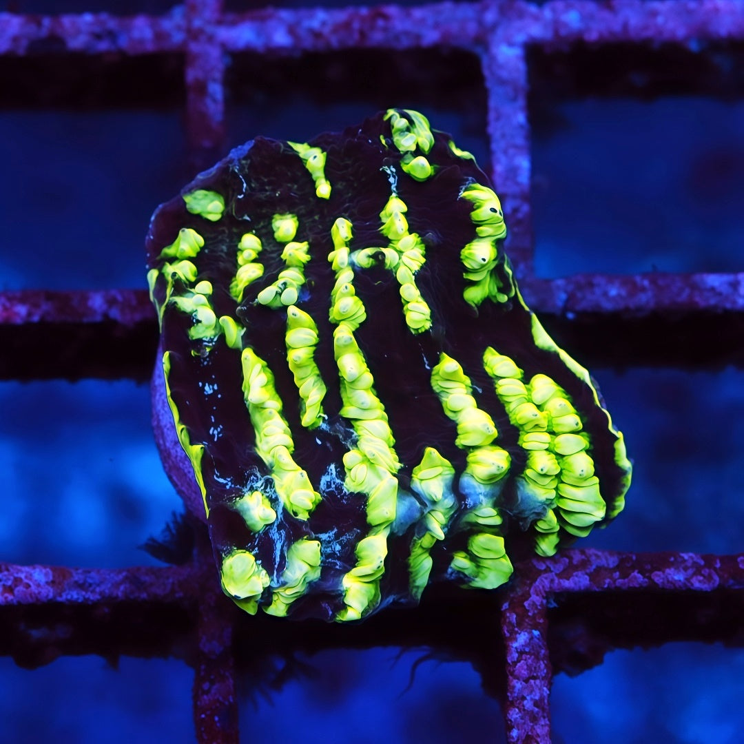 Cáliz de neón Starburst