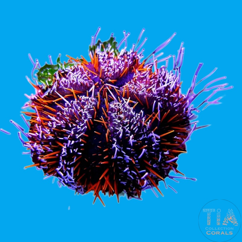 Halloween Sea Urchins, invertebrate