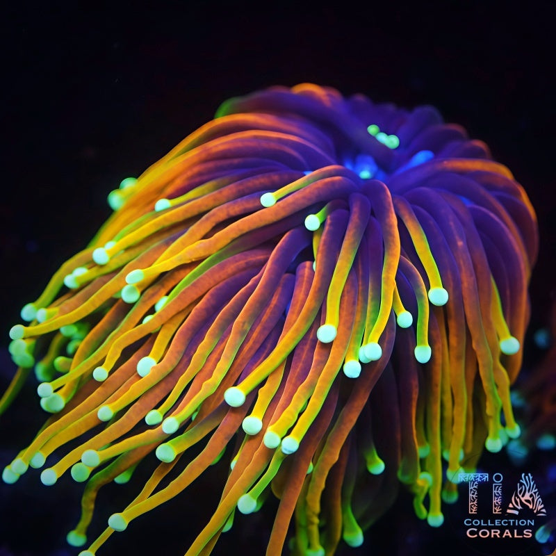 LPS Corals for Sale – Torches, Hammers, Euphyllia – TIA Coral