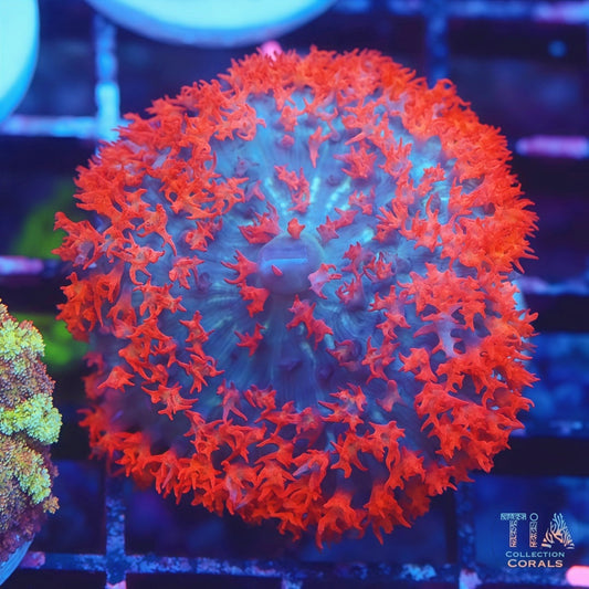Ultra Red St Thomas Mushroom