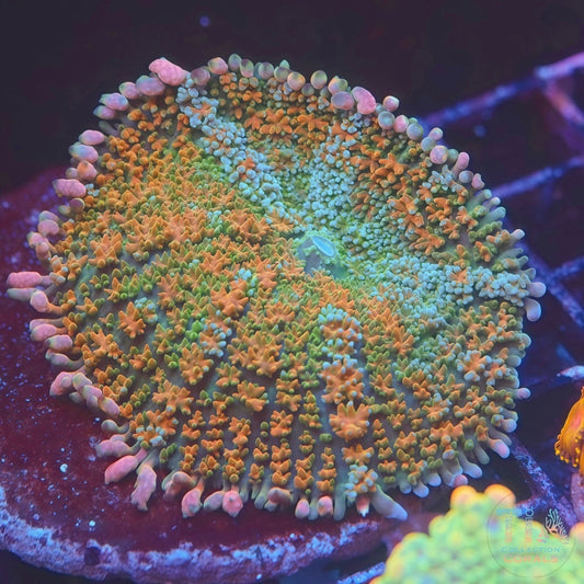 Insanely Rainbow Frankenstein Mushroom