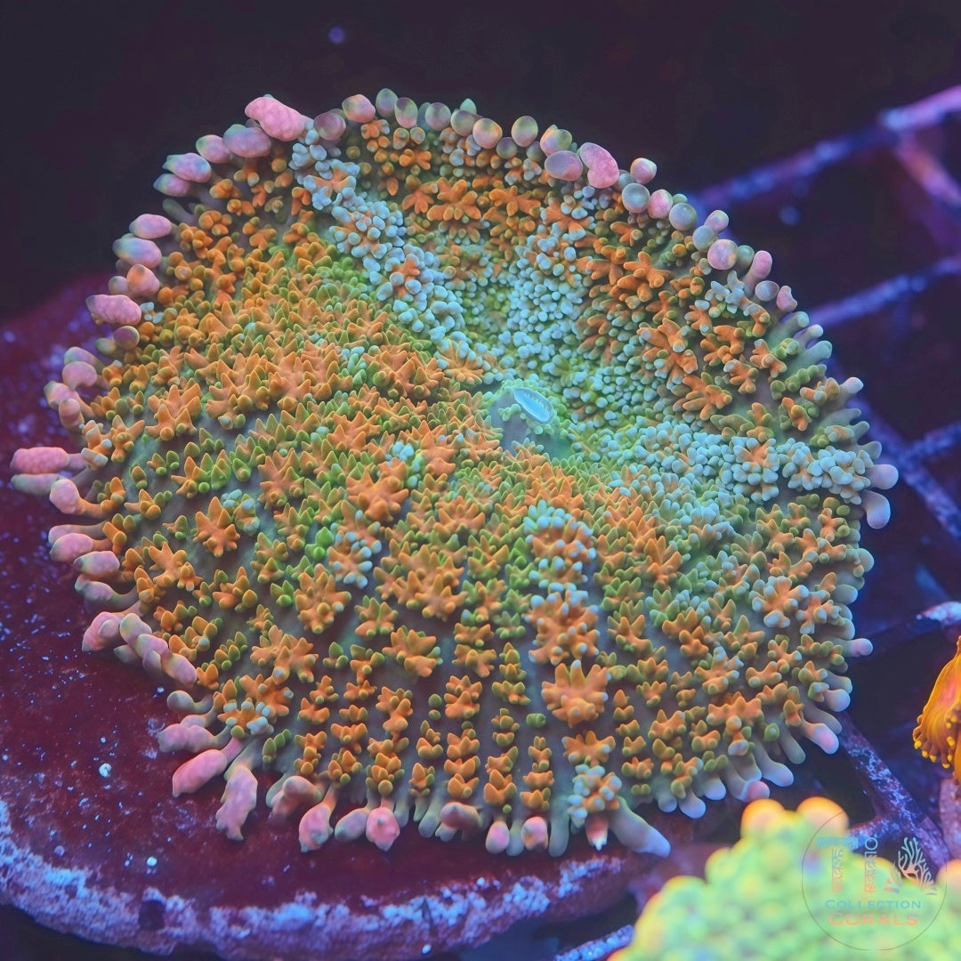 Insanely Rainbow Frankenstein Mushroom