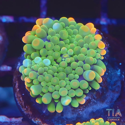 Orange Rim Gumball Yuma