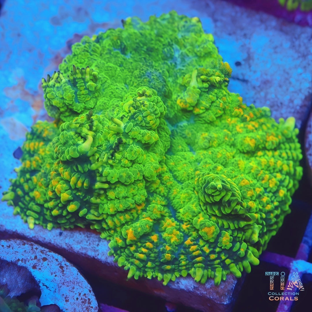 TIA Jade Throne XLMushroom