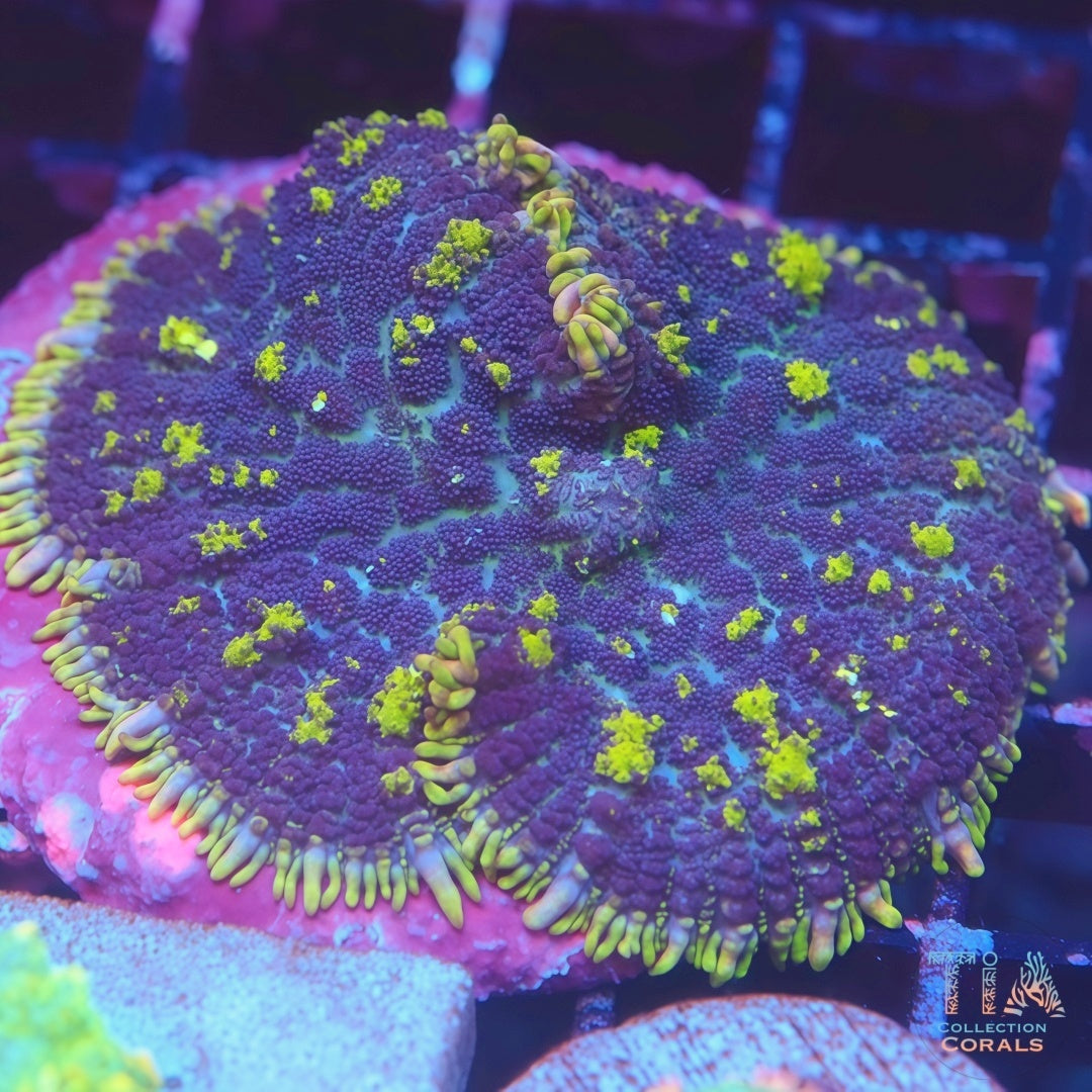 Yellow Jello Bounce Mushroom