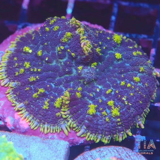 Yellow Jello Bounce Mushroom