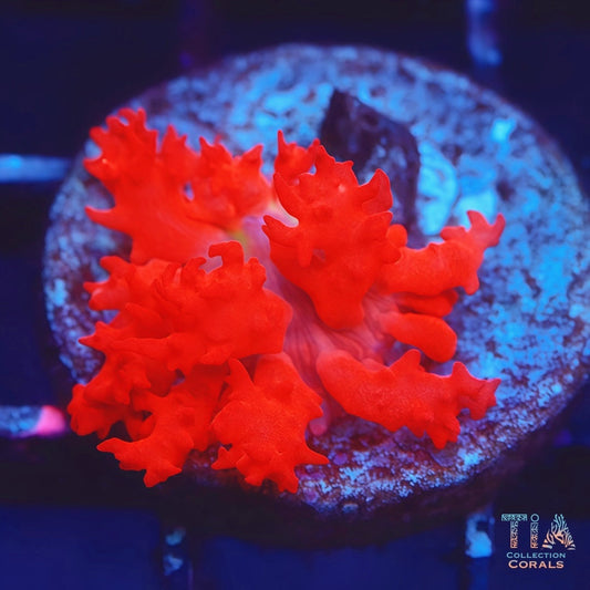 Flamethrower St Thomas mushroom