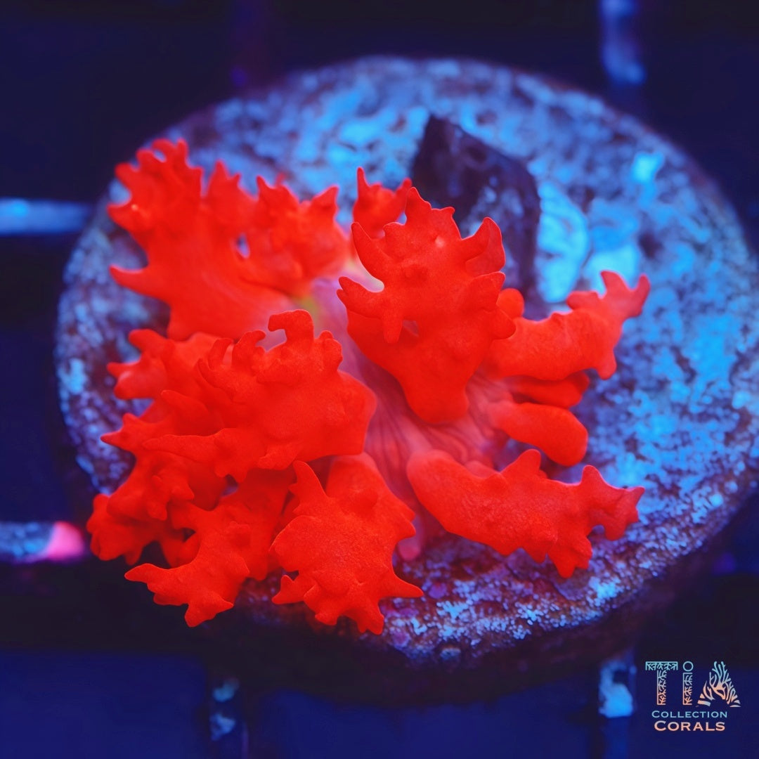 Flamethrower St Thomas mushroom