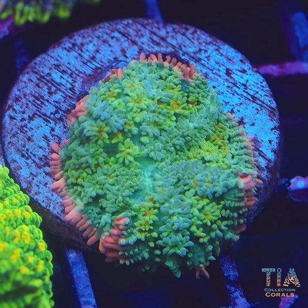 Rainbow Frankenstein Mushroom – TIA Corals