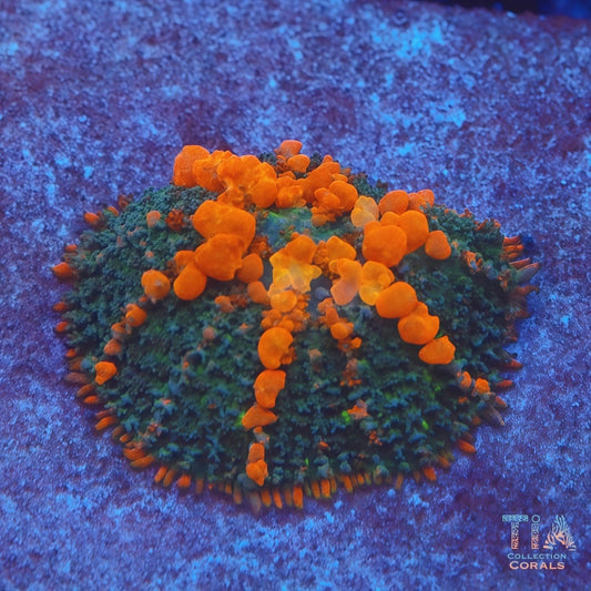 Reef Koi Bounce Mushroom