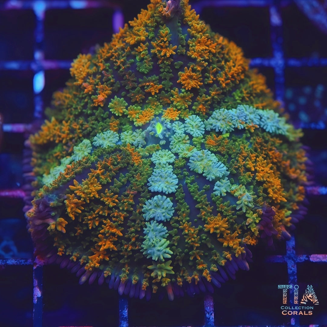 Pink Skirt Rainbow Pin Cushion Mushroom