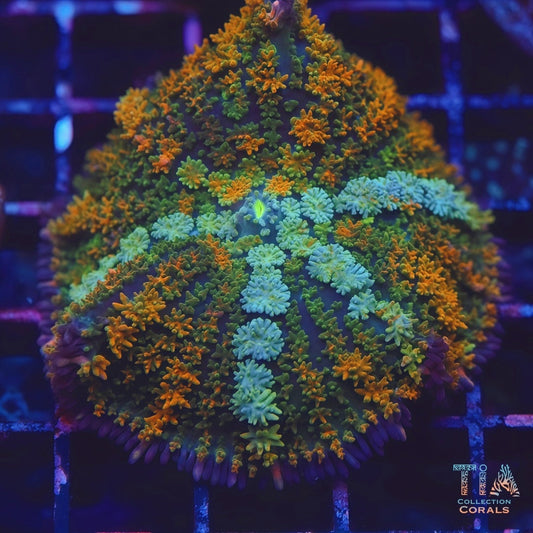 Pink Skirt Rainbow Pin Cushion Mushroom