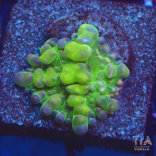 Lemon Head Bounce Mushroom