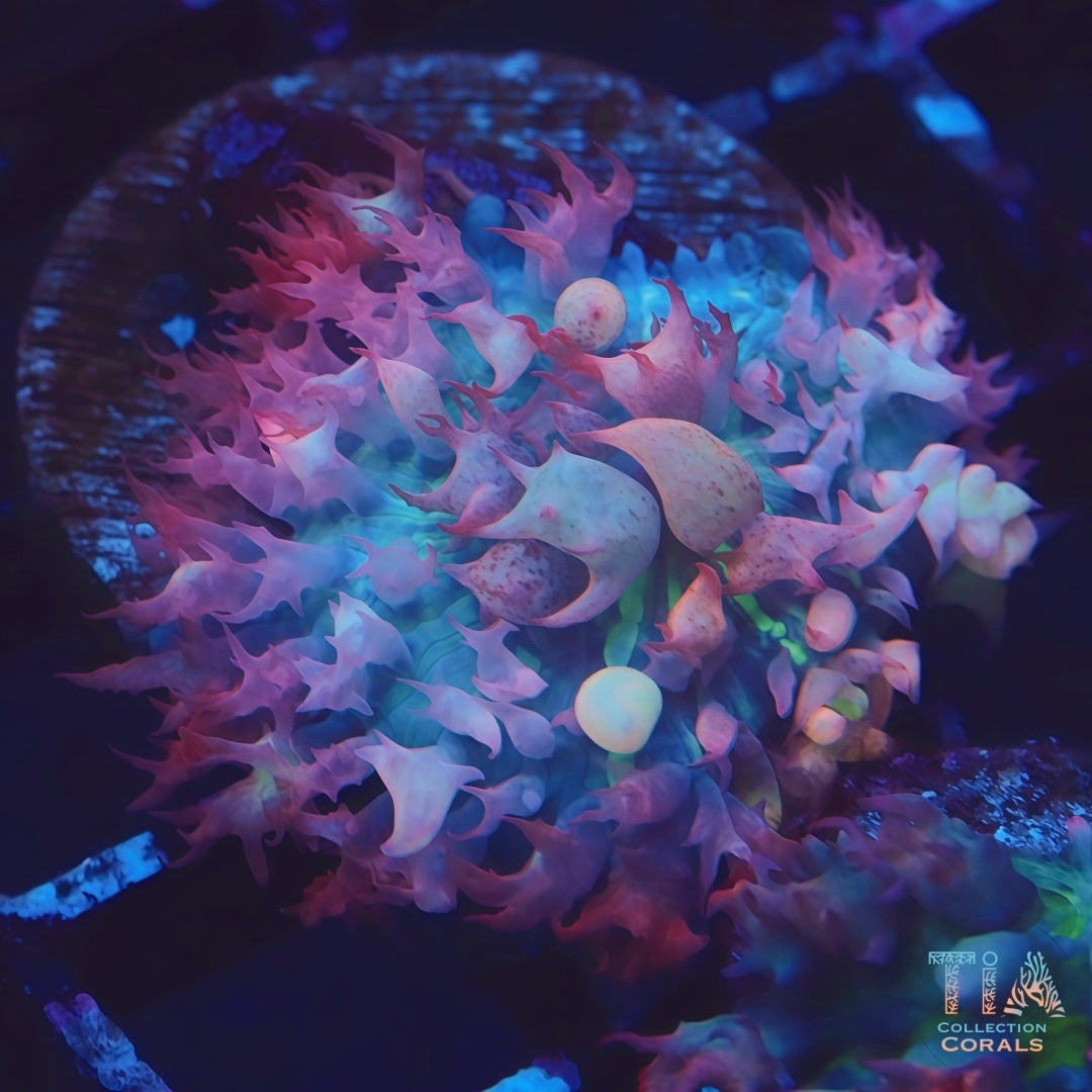 Ultra Pink St Thomas Mushroom