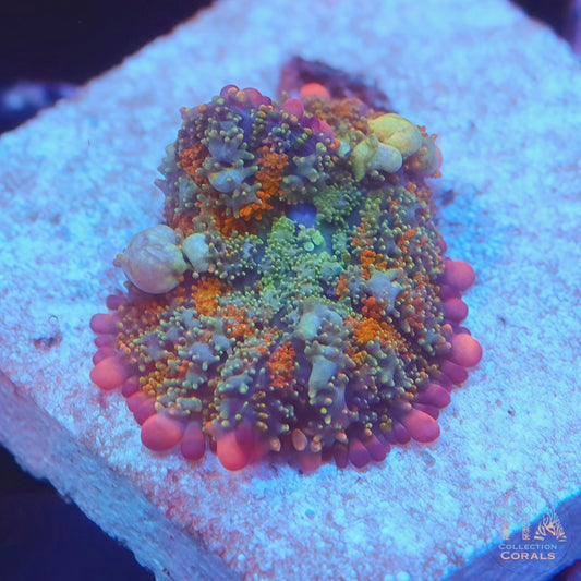 OT 7 Bounce Mushroom