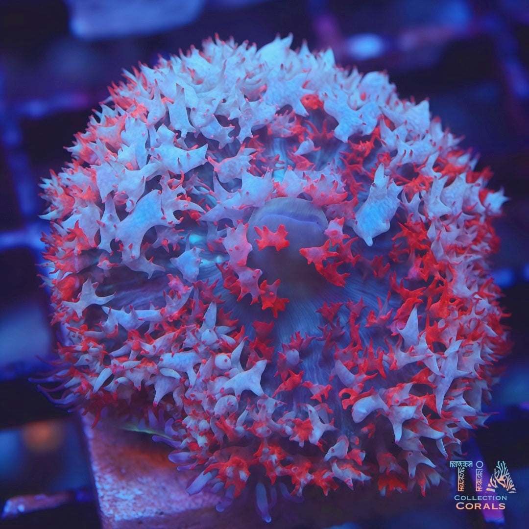 Bloody Snow St Thomas Mushroom