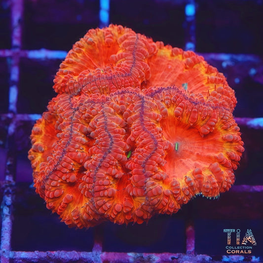 Orange Ring Blastomussa Wellsi