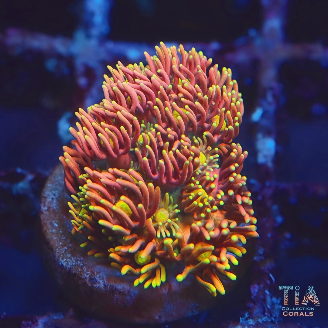 TIA Ember Crown Goniopora