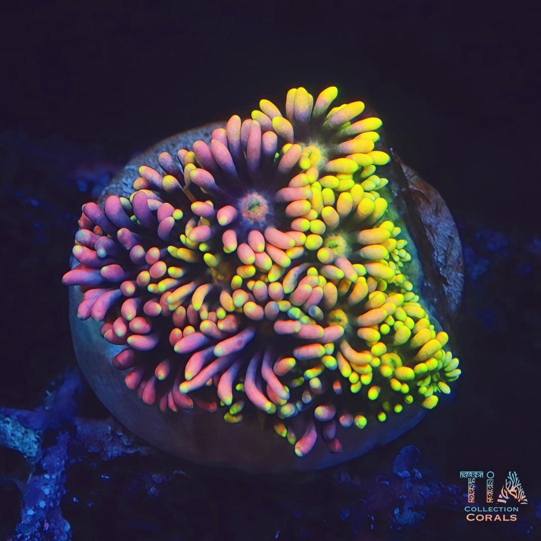 TIA Kaleidoscope Goni