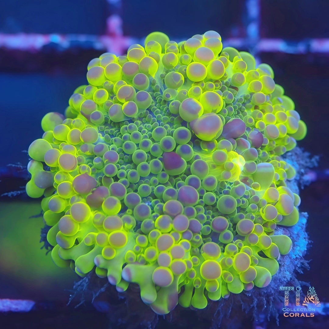 Lime Line Rainbow Yuma