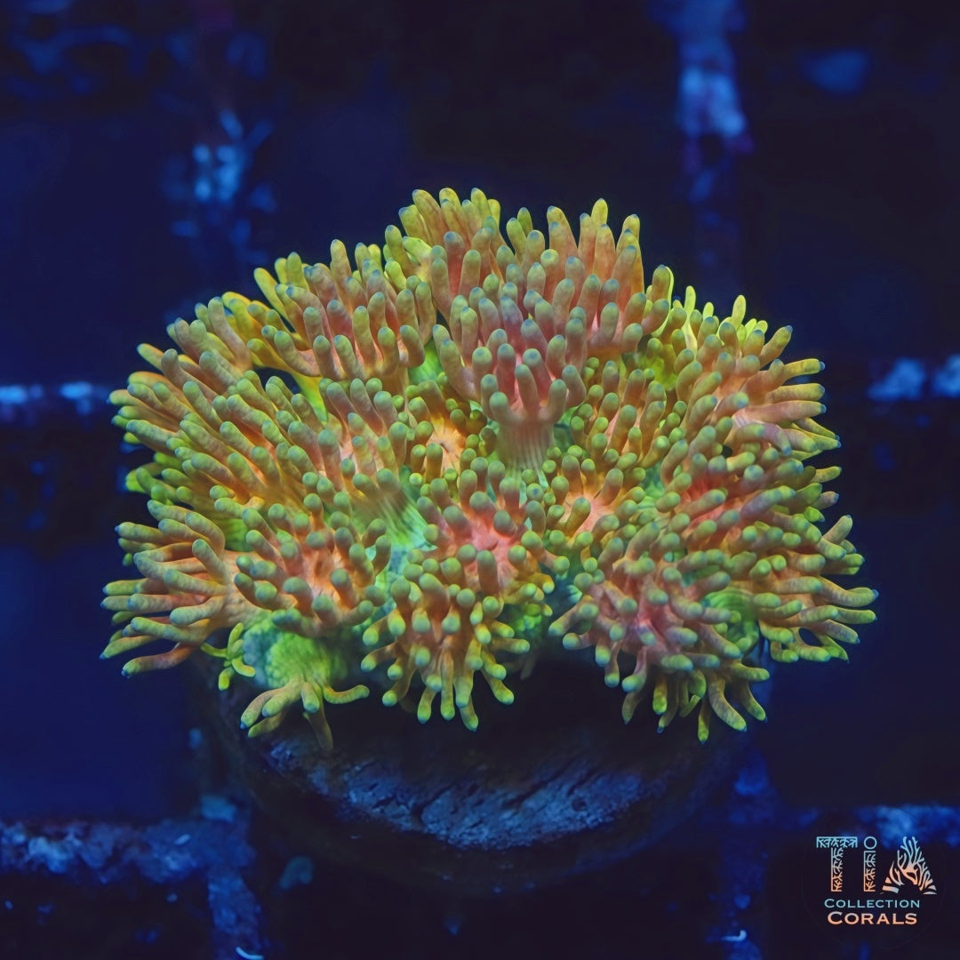 TIA Aurora Bloom Goniopora