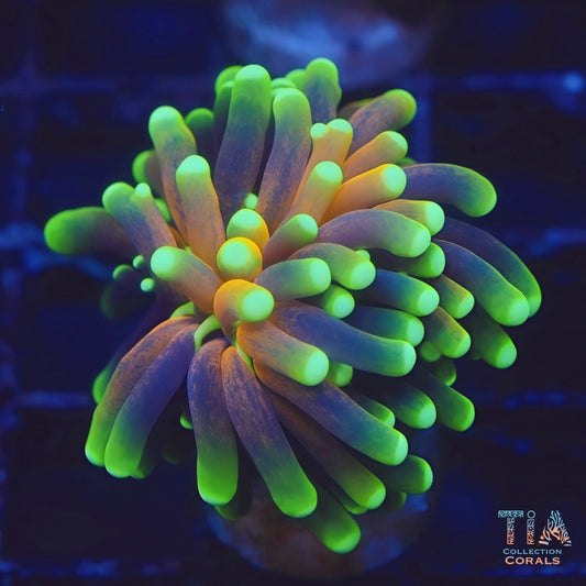 Branching Tiger Torch