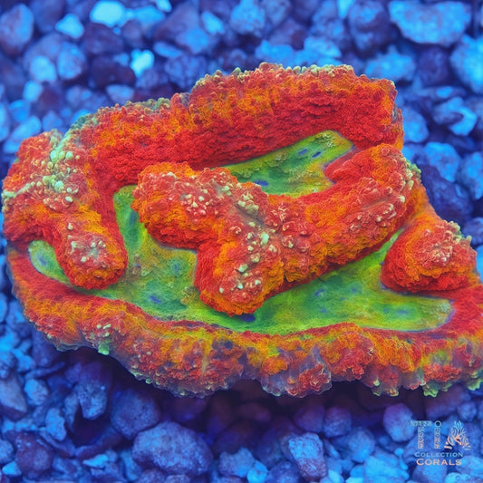 Rainbow Symphyllia Coral