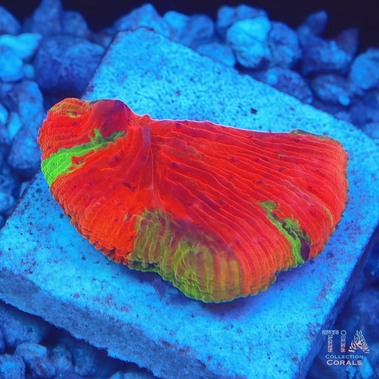 WWC Diablo Diaseris with Crazy Colors