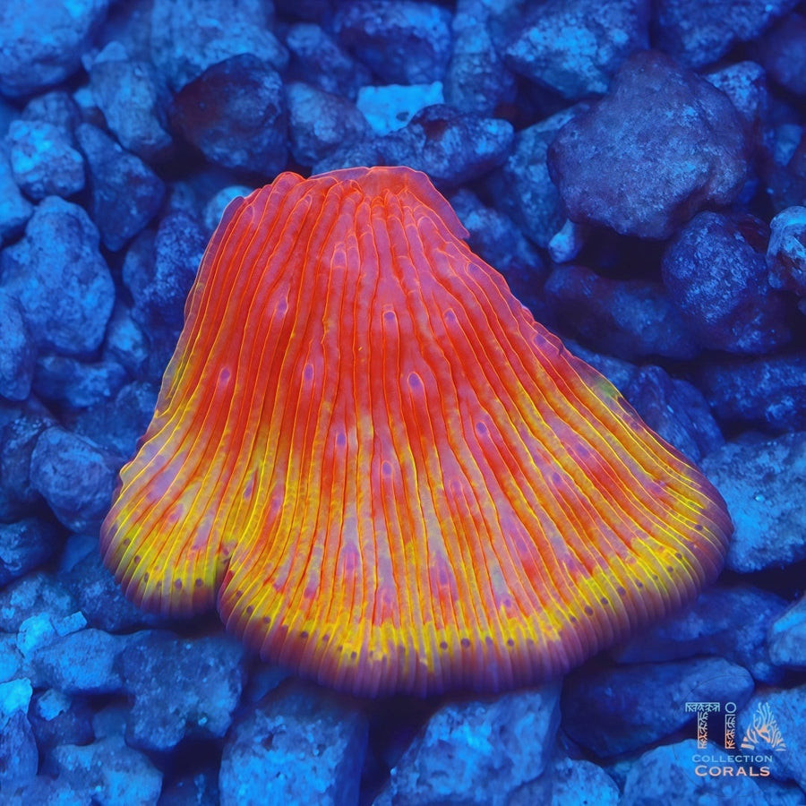 Tequila Sunrise Diaseris Frag, LPS coral