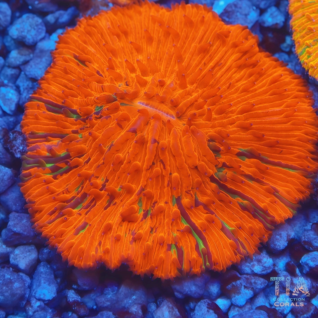 Splatter Orange Plate