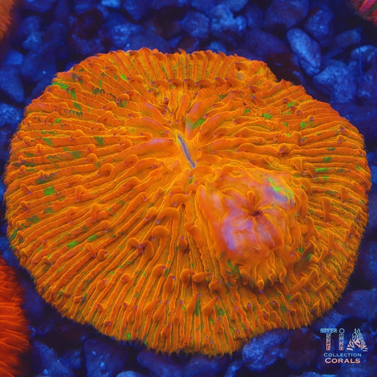 Green Spotted Orange Plate