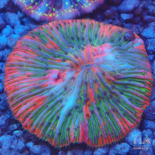 Christmas Rainbow Plate Coral