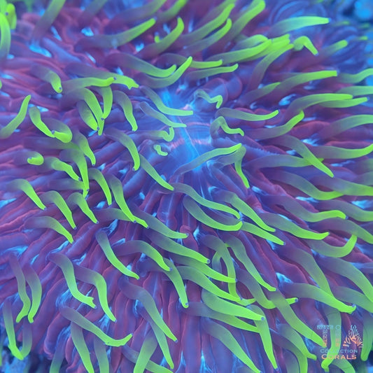 Insanely Pink with yellow tips Plate 4inch+