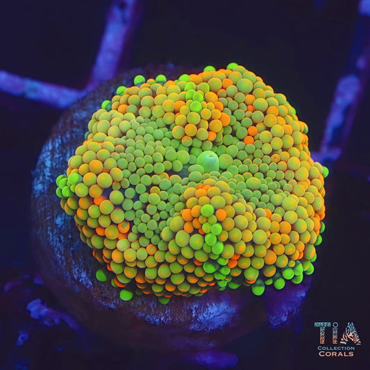 Ultra Ricordea Florida