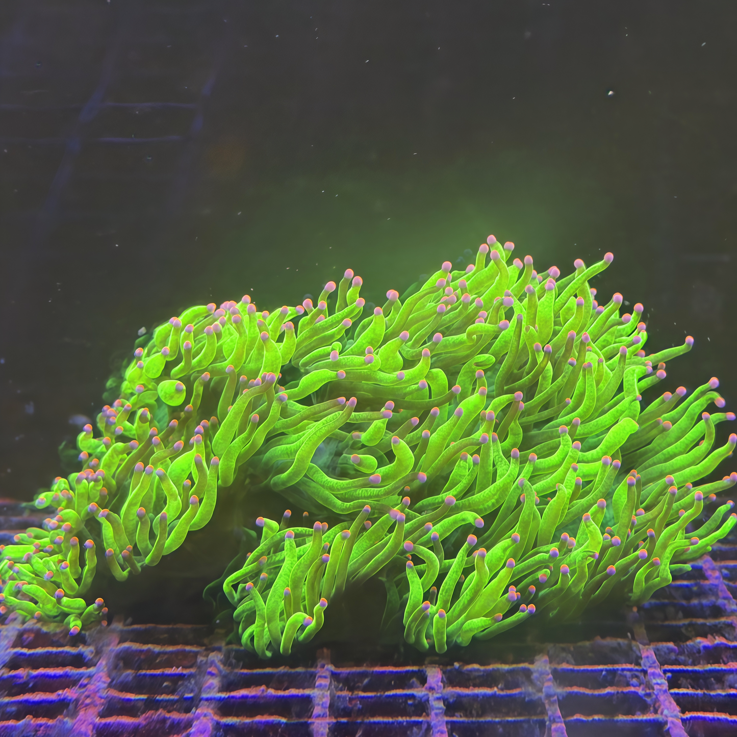 Lemon Drop Elegance Coral