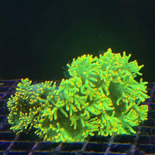 Orange tips Bicolor Elegance Coral