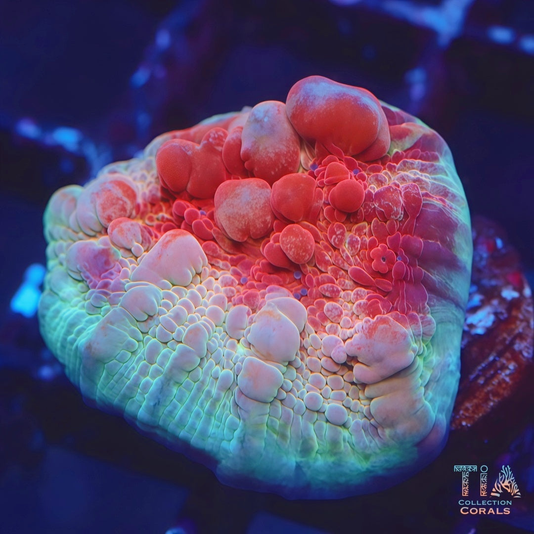 WWC Freezer Burn Bounce Chalice