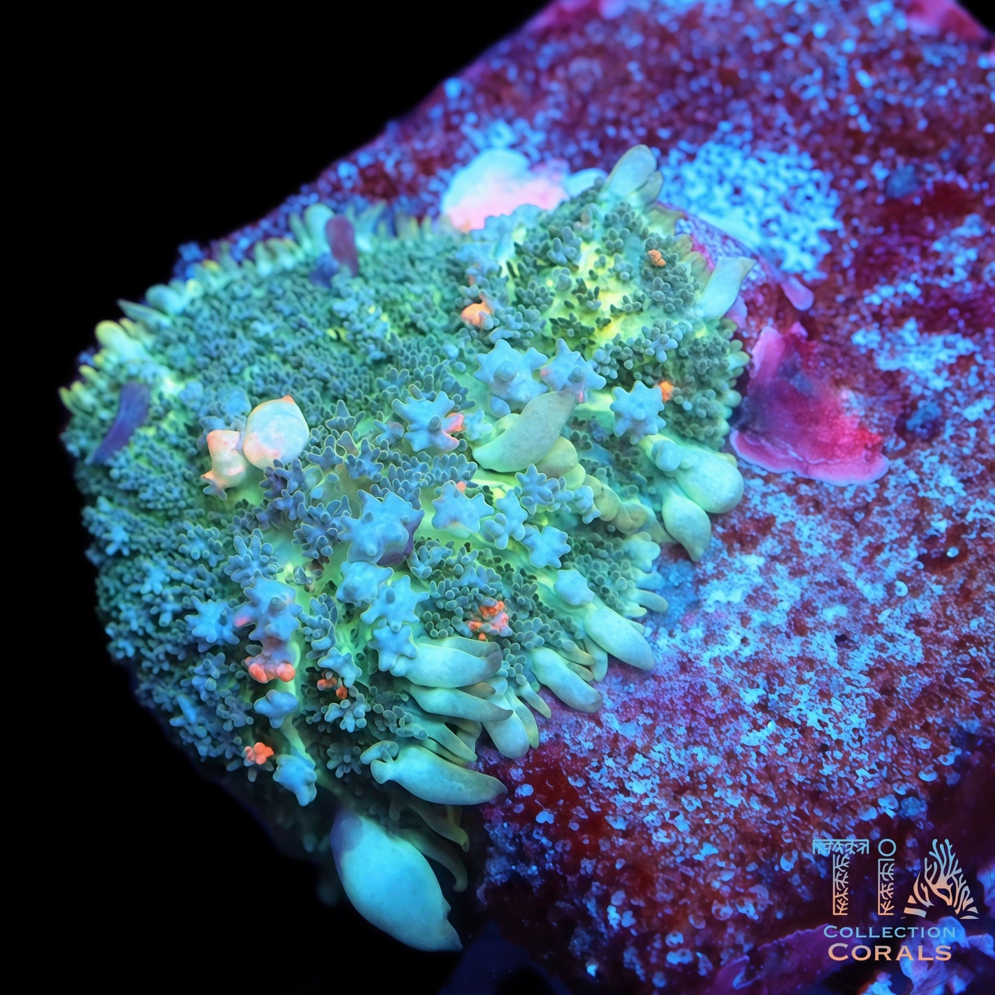 TIA Eden Bounce Mushroom