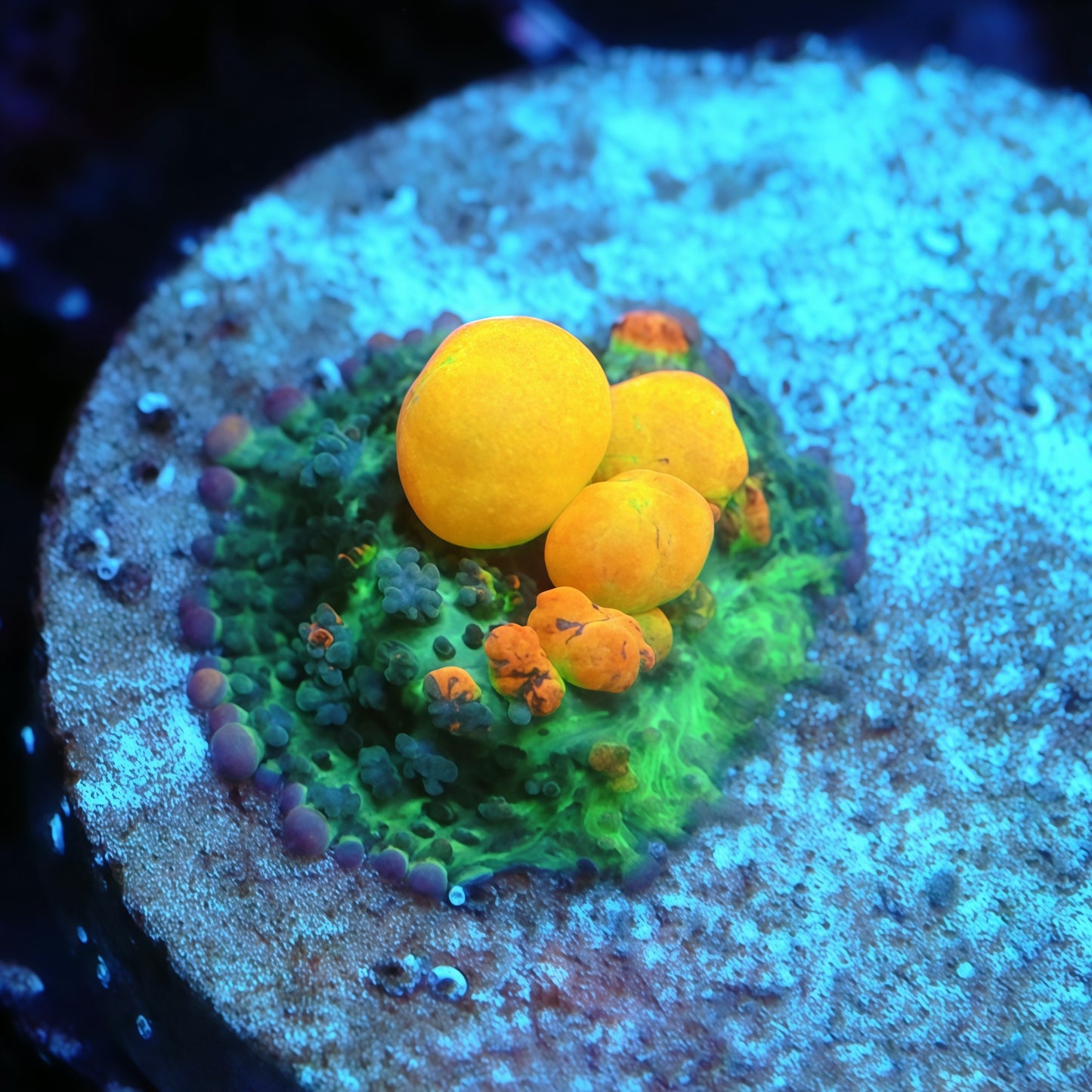 OG Bounce Mushroom 2