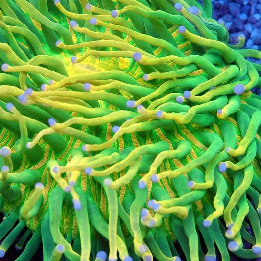 Holy Grail Plate RARE