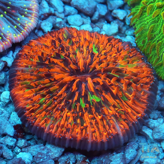 Ultra Rainbow Orange Plate