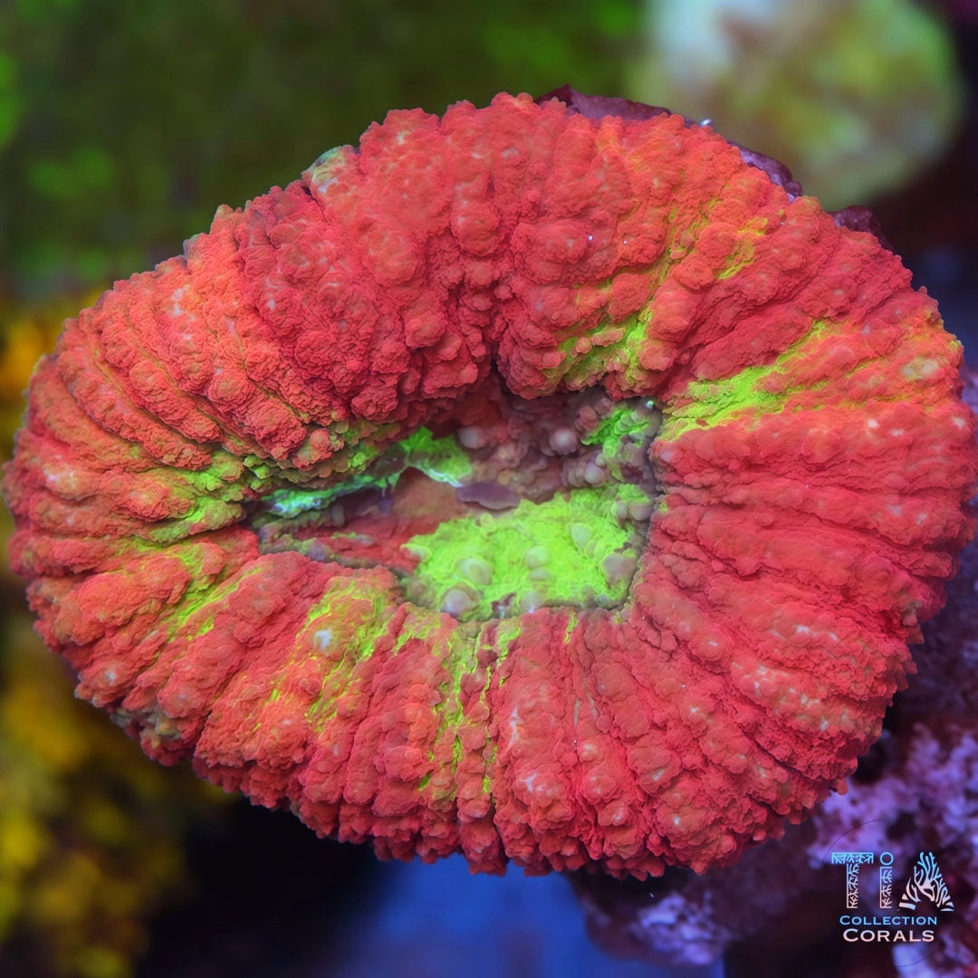 Bleeding Apple Lobo (big)