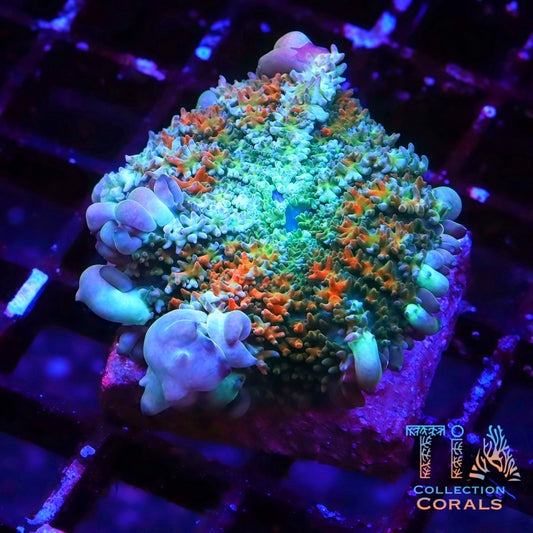 TIA Bayou Beast Bounce Frankenstein Mushroom