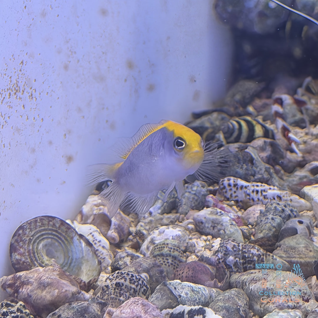 Laberinto del núcleo fundido