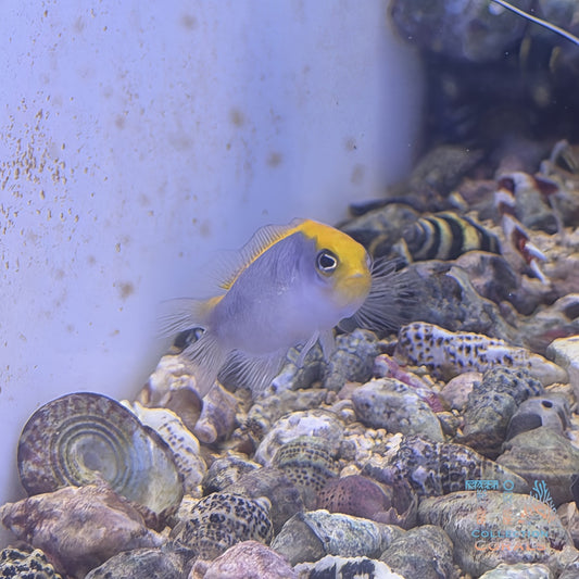 Laberinto del núcleo fundido