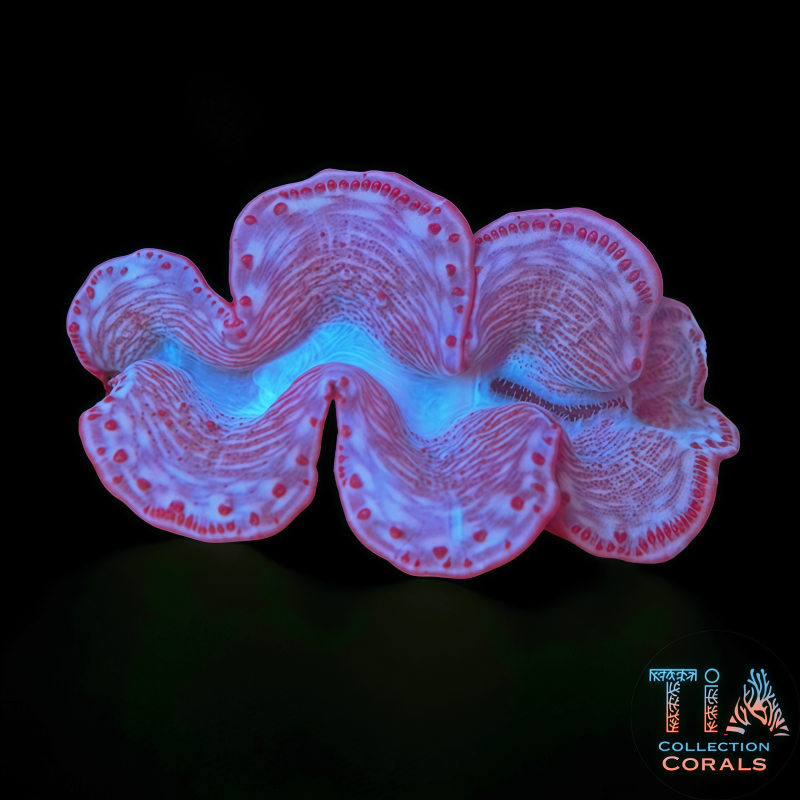 Laberinto del núcleo fundido